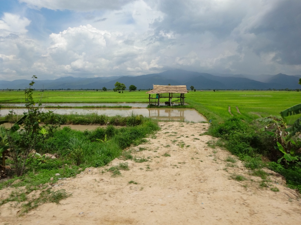 Chiang Khong et ses rizières