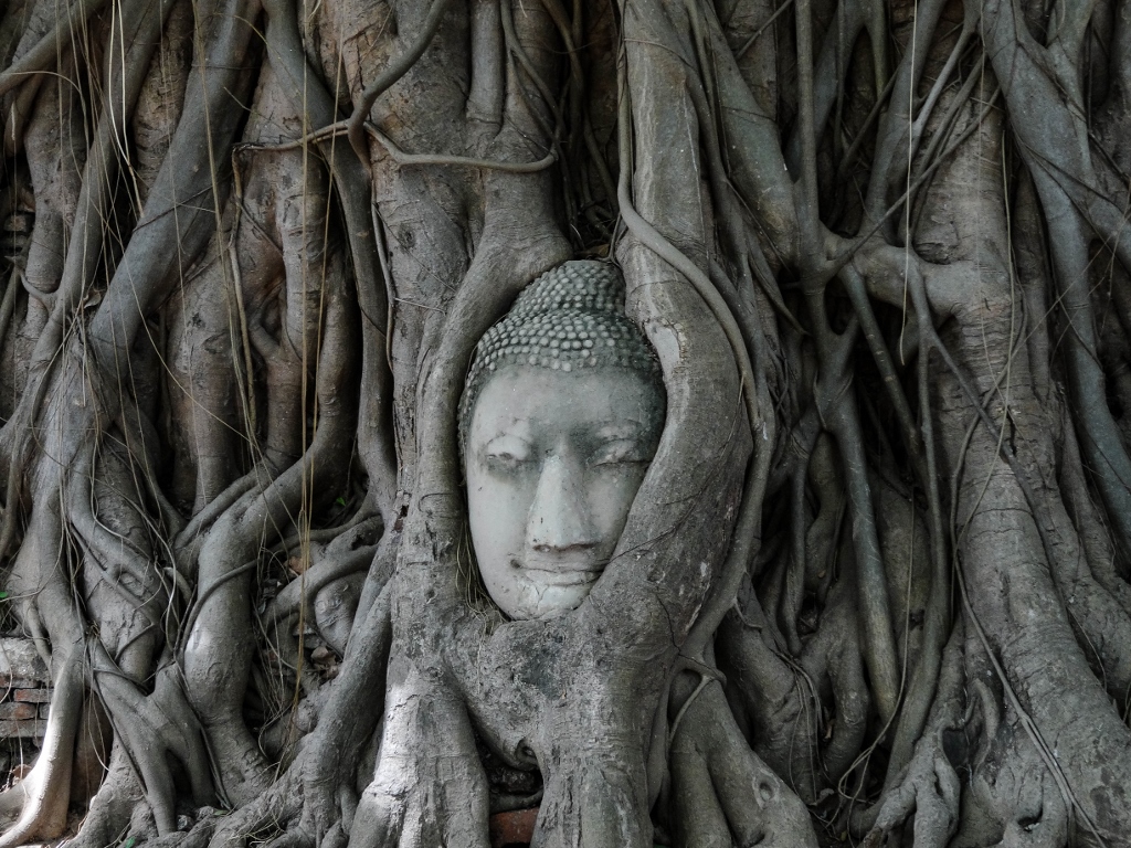 Bouddha dans un arbre à Ayutthaya