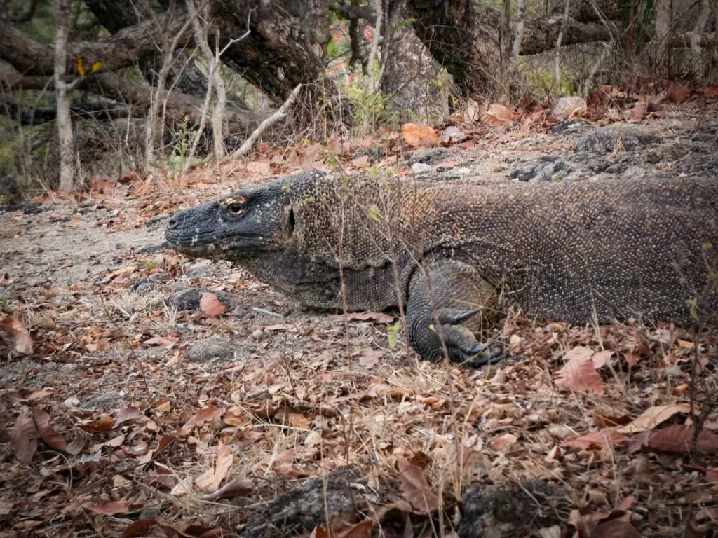 Dragon de Komodo, Flores