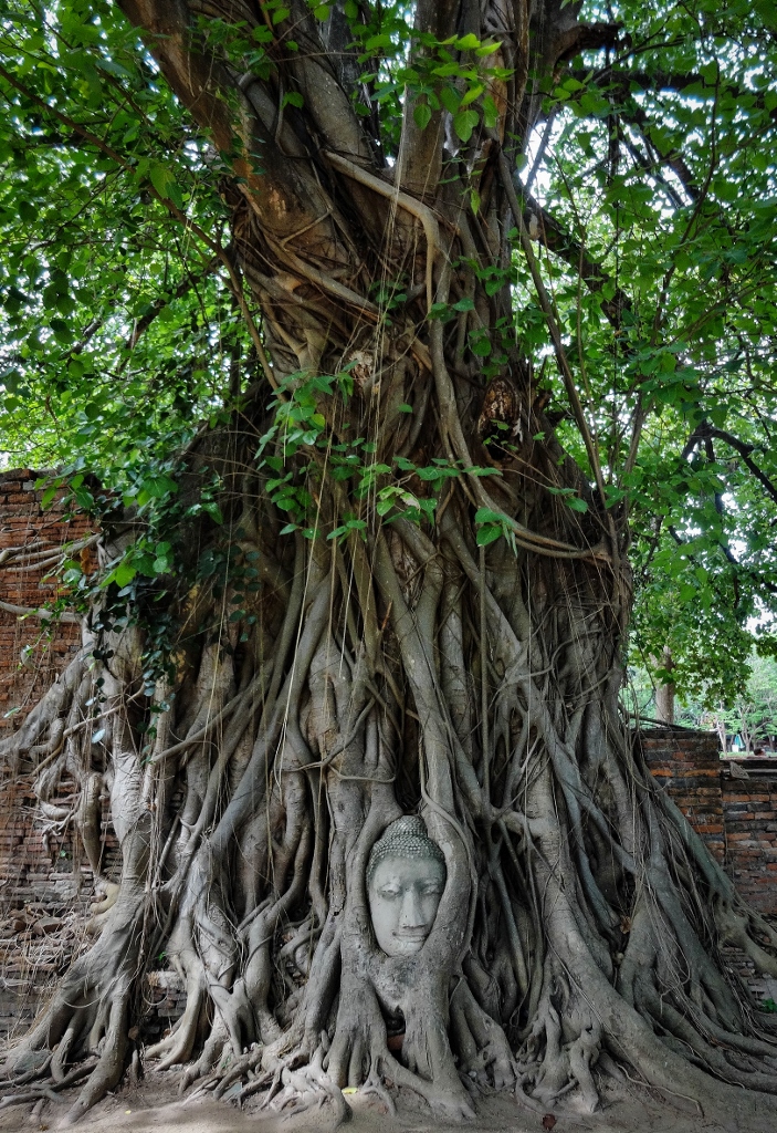 Tête de Bouddha enlacée dans un arbre à Ayutthaya