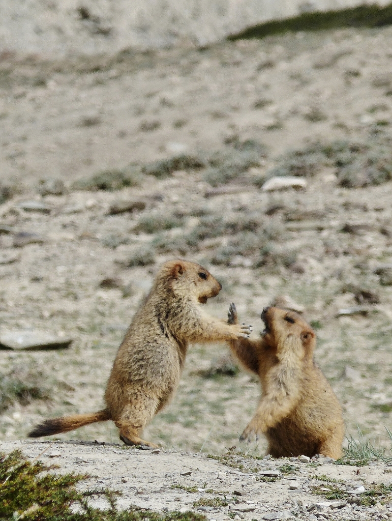 marmottes ladakh