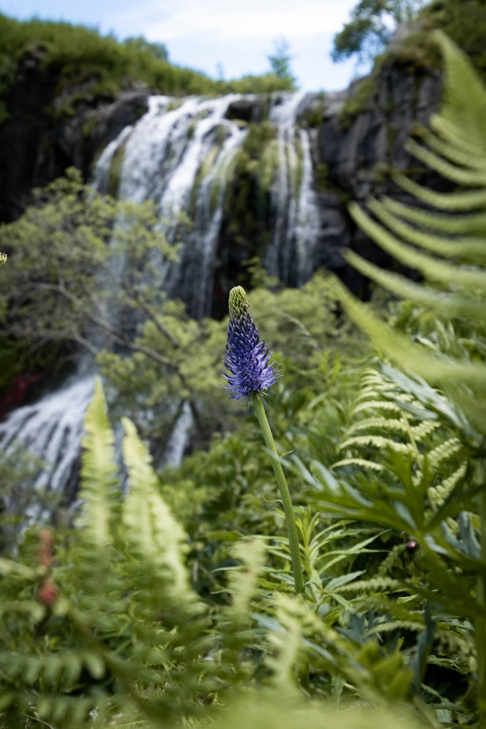 Vue sur la cascade de Chaudeyrolles avec fleurs au premier plan