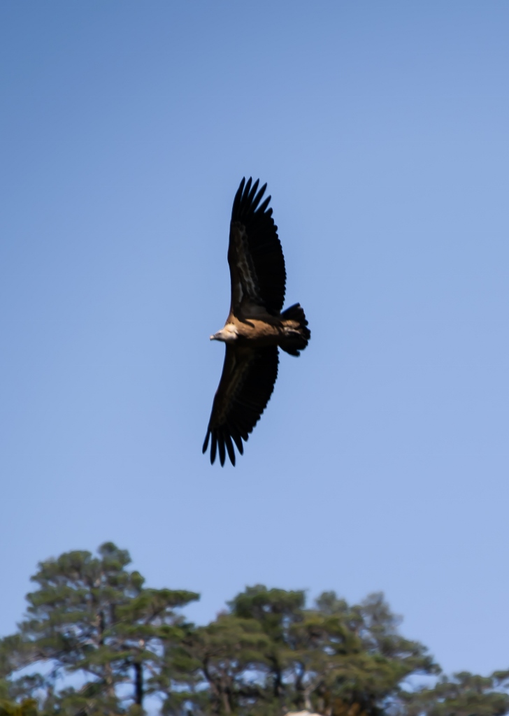 Les rapaces en Lozère, vautour fauve