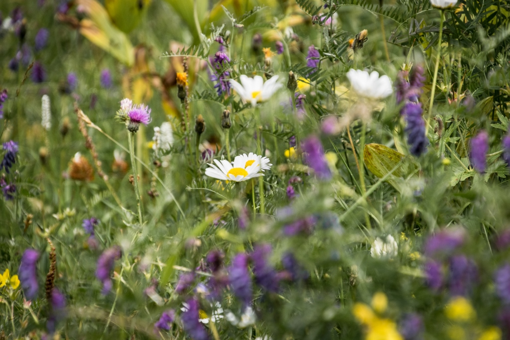 Les fleurs sauvages des Alpes