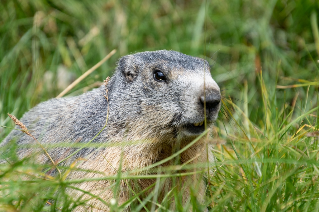 Marmotte du vallon du lauzanier