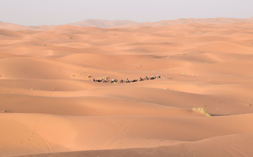 Caravane chamelière dans les dunes du désert de Merzouga 