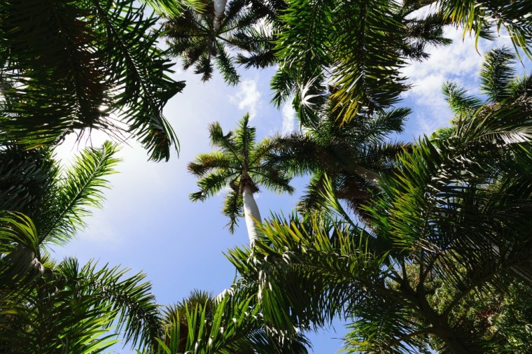 Kitchener’s Island, un incontournable à Louxor