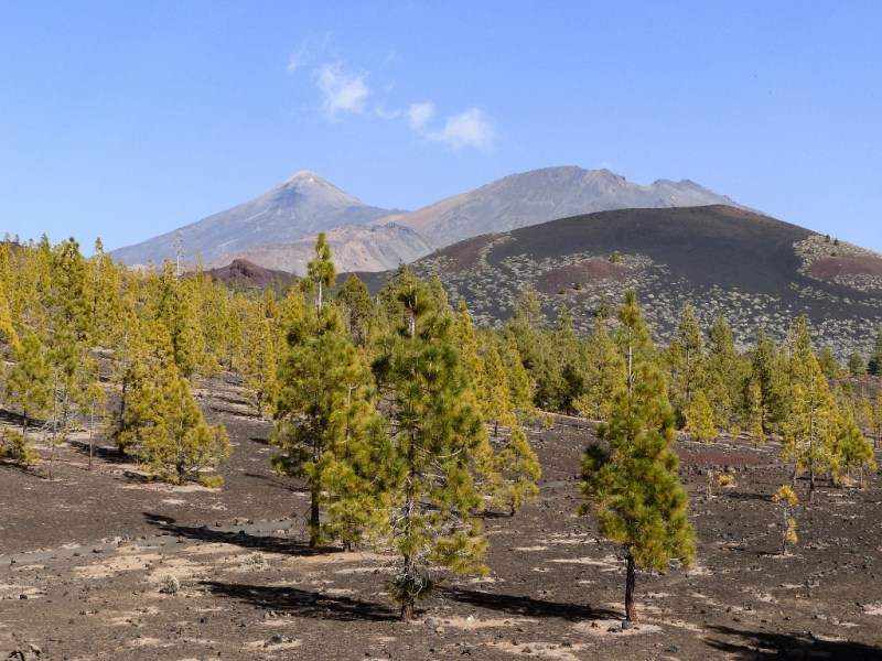 Que voir à Tenerife : Guide complet des&nbsp;incontournables