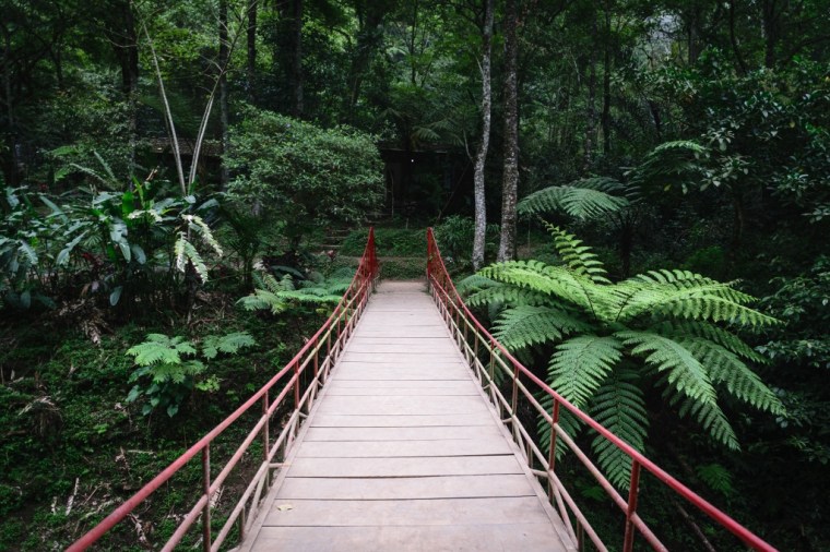 Vue sur un pont en bois entouré de végétation au nord de Bali 