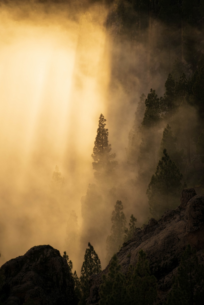 Arbres baignés de lumière au coucher de soleil à Gran Canaria