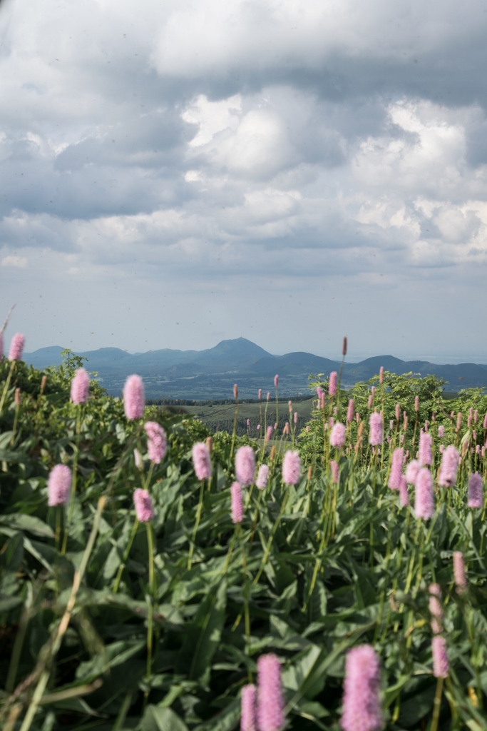 Panorama sur le chaîne des puys et le Puy-de-Dôme avec fleurs roses au premier plan