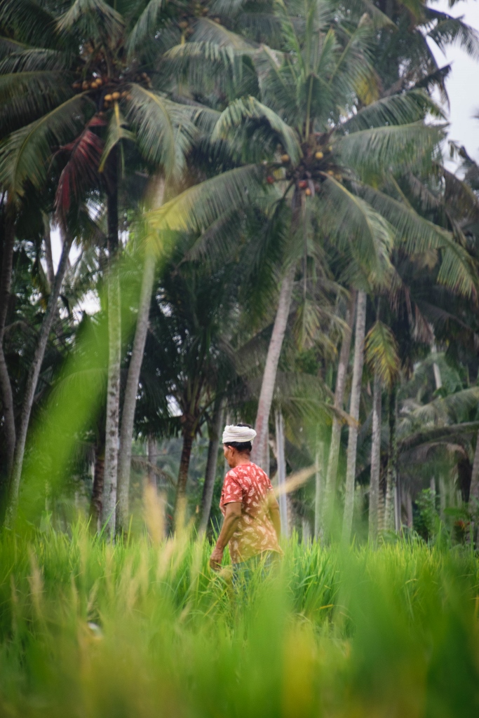 Balinais dans une rizière