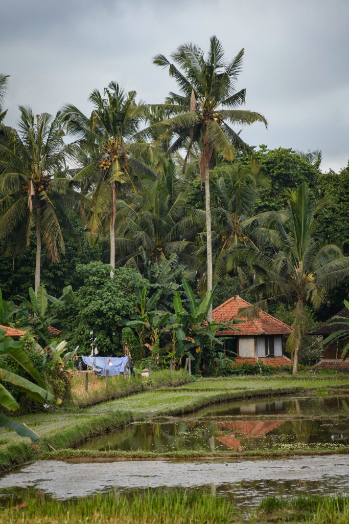 Paysage de rizière à Ubud