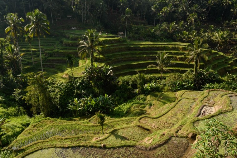 Rizières en terrasses de Tegalalang, à voir autour d'Ubud