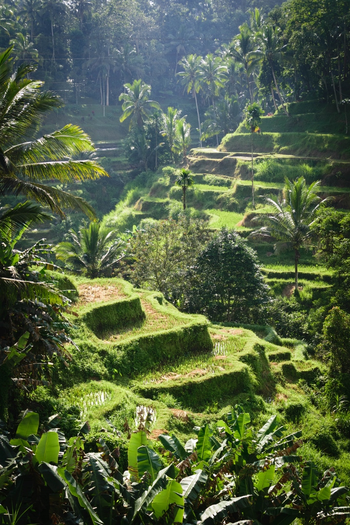 Terrasses de rizières en courbes verdoyantes, avec palmiers à Tegalalang, Ubud