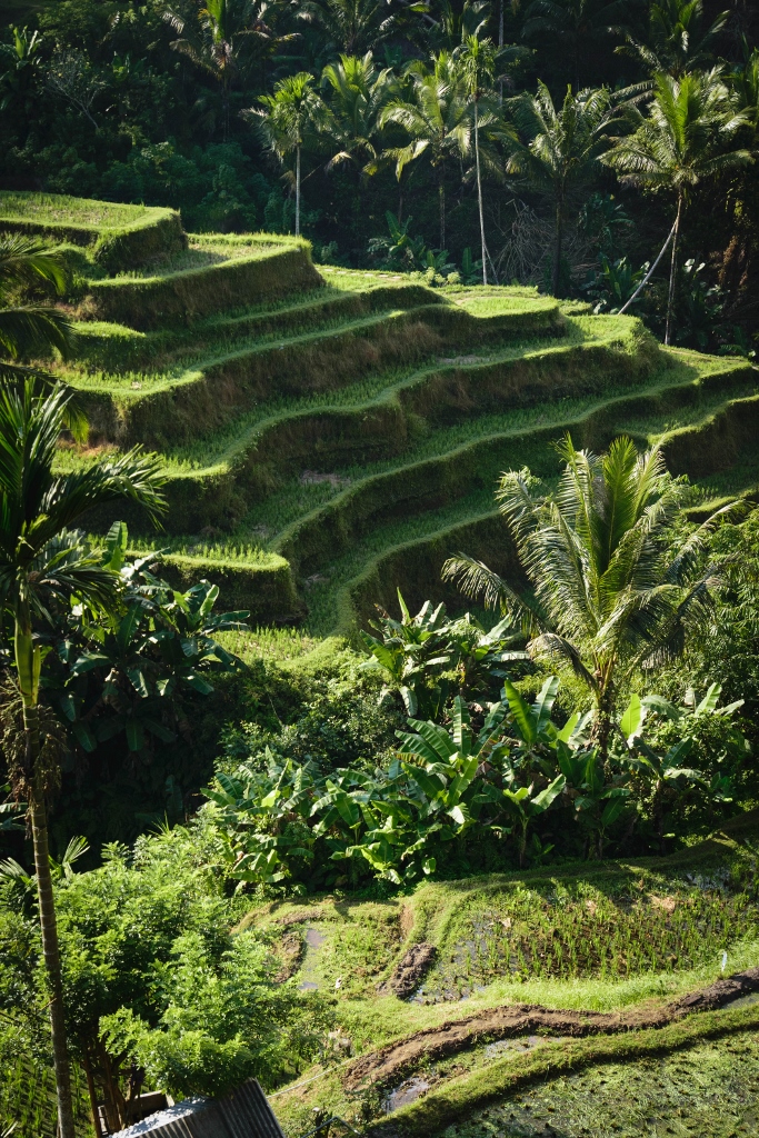 Vue sur les rizières tagallalang à ubud