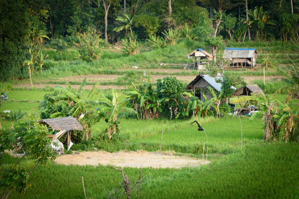 Visiter Amed et ses rizières verdoyantes