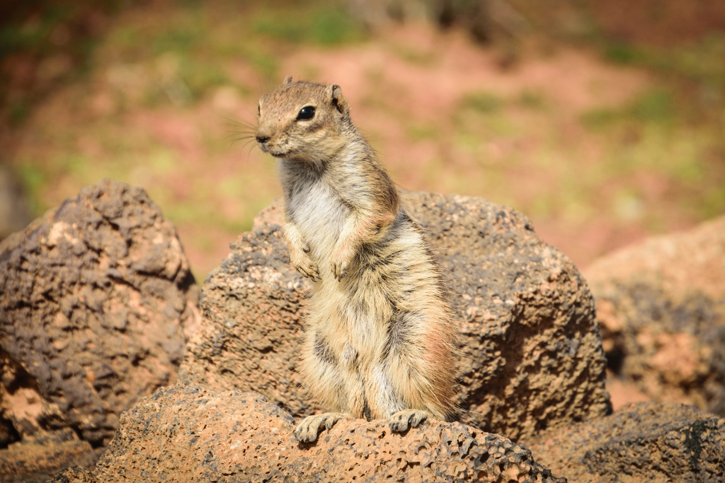 Ecureuil de Barbarie à Fuerteventua