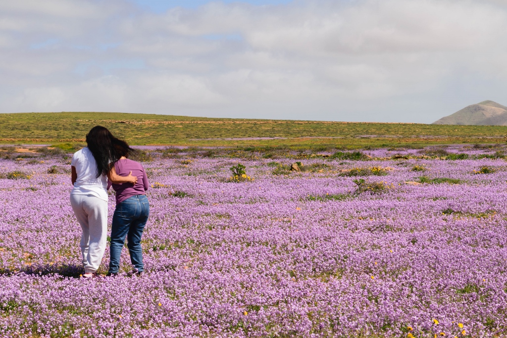 Champ de fleurs à Fuerteventura 