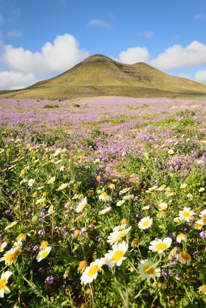 Les volcans de Fuerteventura avec fleurs violettes au premier plan 